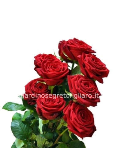 Rose a stelo di prima scelta lunghezza 80 cm con verde decorativo