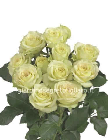 Rose bianche a steli, prima scelta, lunghezza 70 cm. con verde decorativo