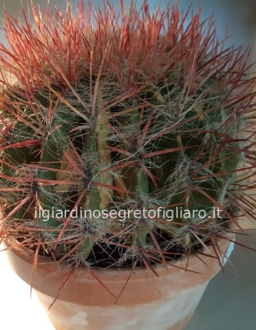 Echinocactus grusonii