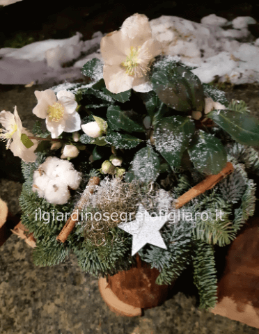 Centrotavola con abete e pianta di helleborus