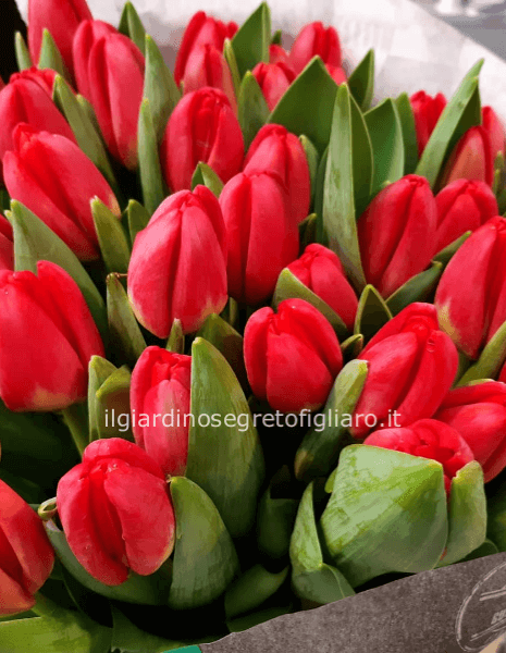 Bouquet con 50 tulipani elegantemente confezionato ( concordare il colore telefonicamente )