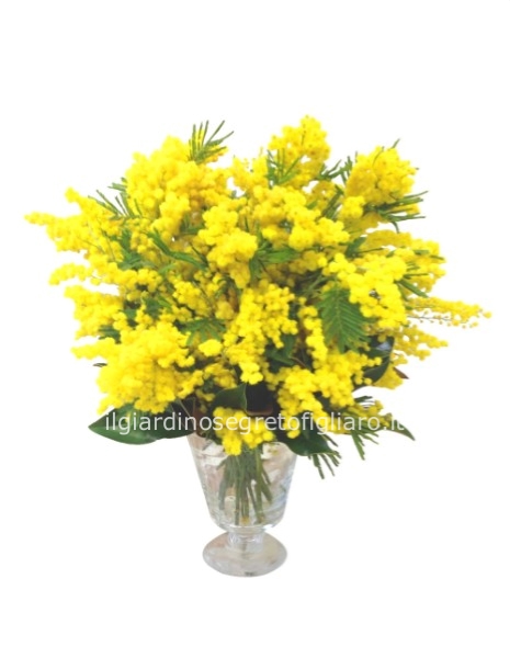 Bouquet di sola mimosa